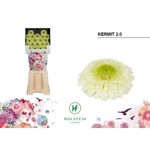 GE MB Gerponi Kermit diamond x80