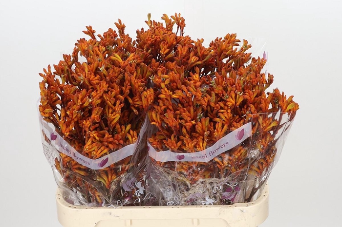 <h4>Anigozanthos Orange</h4>