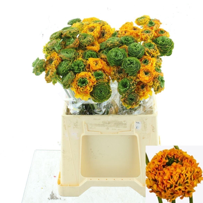 <h4>RAN PON PON MERLINO</h4>