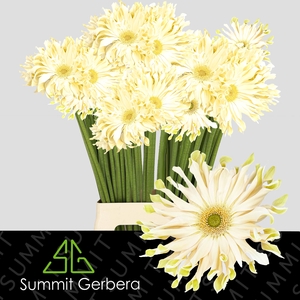 Gerbera Pasta Carbonara Water x40 Lang