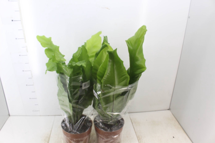 <h4>ASPLENIUM NIDUS P17</h4>