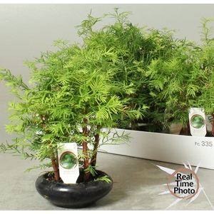 BONSAI OV