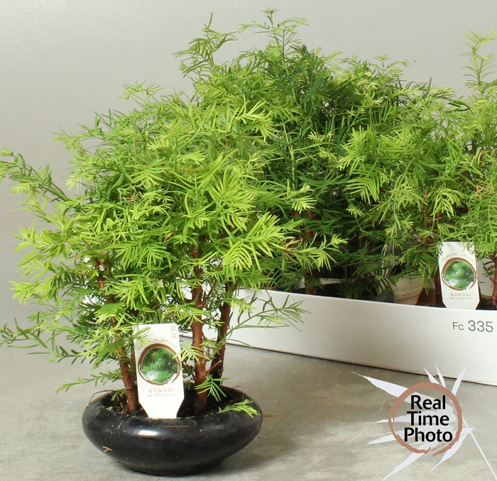 <h4>BONSAI OV</h4>