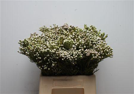 <h4>Kaaps Brunia Spray</h4>