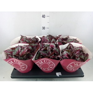 Begonia BD 'Caribbean Night'