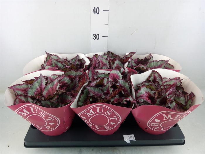 <h4>Begonia BD 'Caribbean Night'</h4>