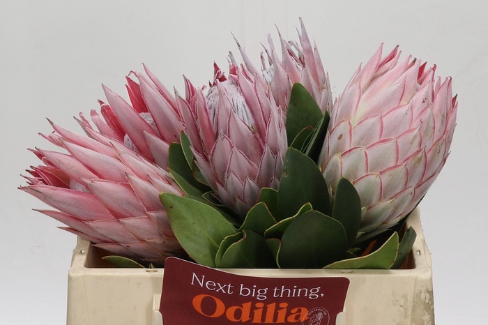 Protea Cynaroides