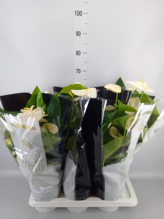 <h4>Anthurium andr. 'Alaska'</h4>