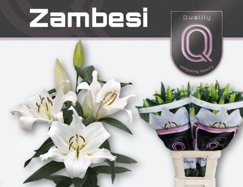 <h4>LI OT ZAMBESI 4+</h4>