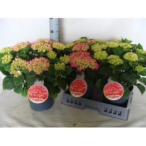 Hydrangea mac.