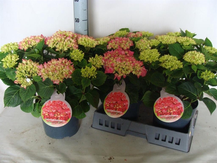 <h4>Hydrangea mac.</h4>