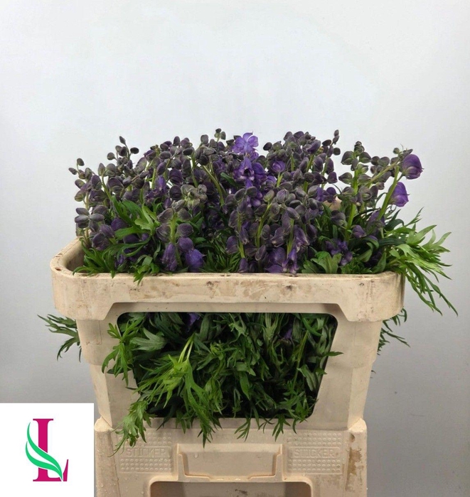 <h4>ACONI NA PYRAMIDALE</h4>