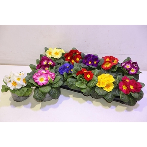 Prim Acaulis Gemengd