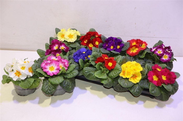 <h4>Prim Acaulis Gemengd</h4>