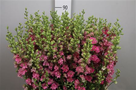 <h4>Consolida reg. 'Qis Rose'</h4>