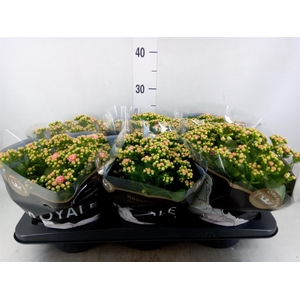 Kalanchoe blos. 'RosDon Alano'