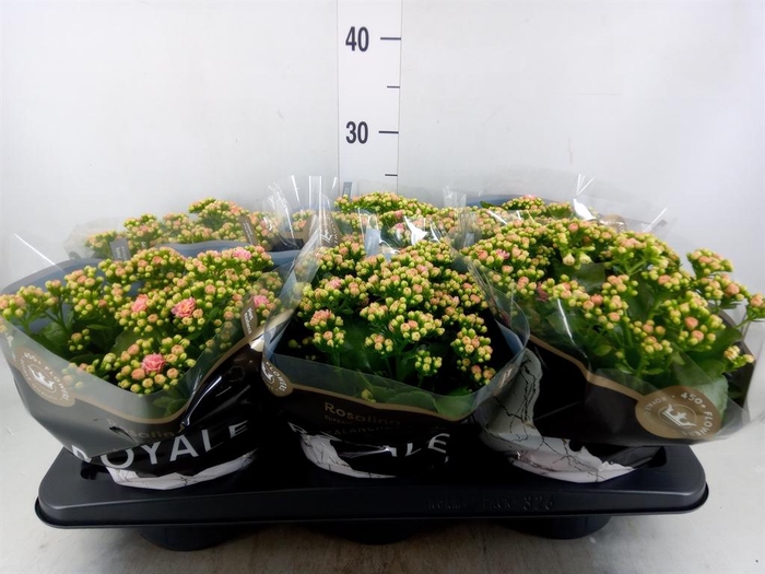 <h4>Kalanchoe blos. 'RosDon Alano'</h4>