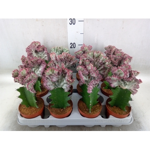 Euphorbia lactea