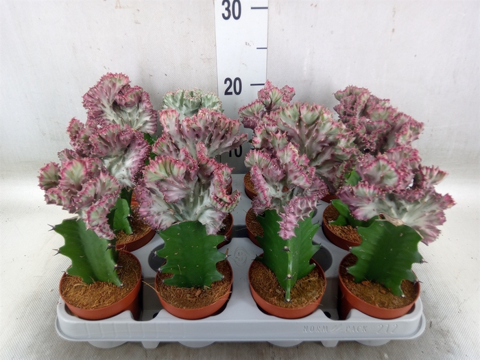 <h4>Euphorbia lactea</h4>