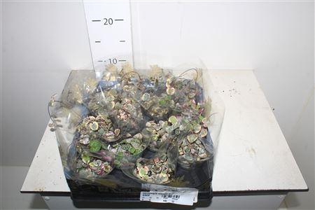 <h4>Ceropegia Woodii Sup</h4>