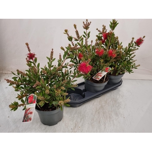 CALLISTEMON CITRINUS