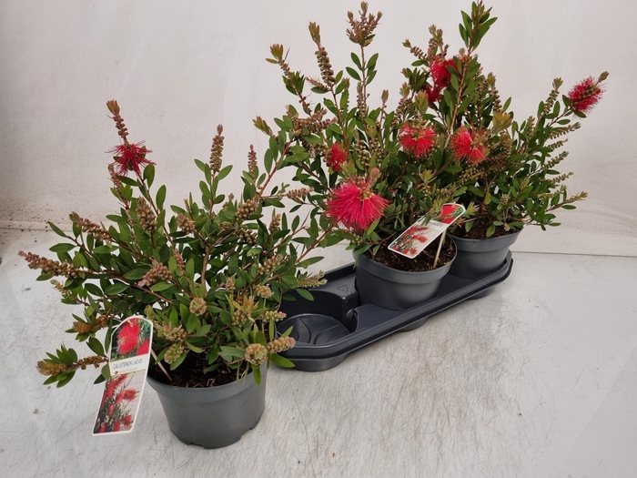 <h4>CALLISTEMON CITRINUS</h4>