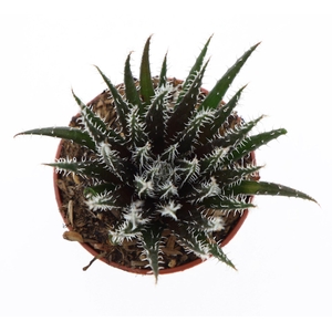 Haworthia   ...