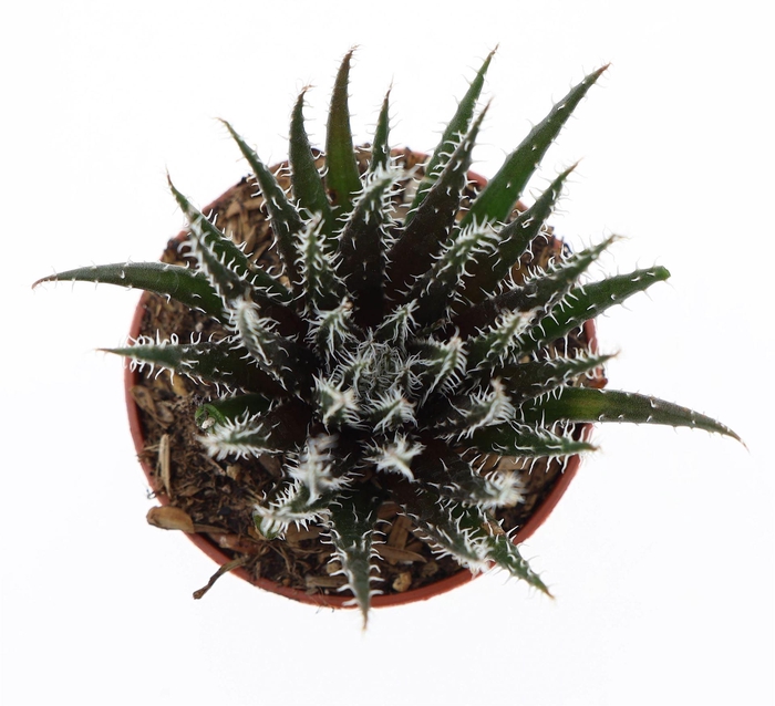 <h4>Haworthia   ...</h4>