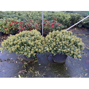 Skimmia Japonica 'White Dwarf' XXXL
