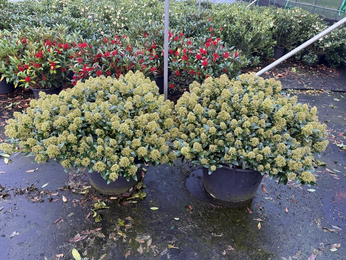 <h4>Skimmia Japonica 'White Dwarf' XXXL</h4>