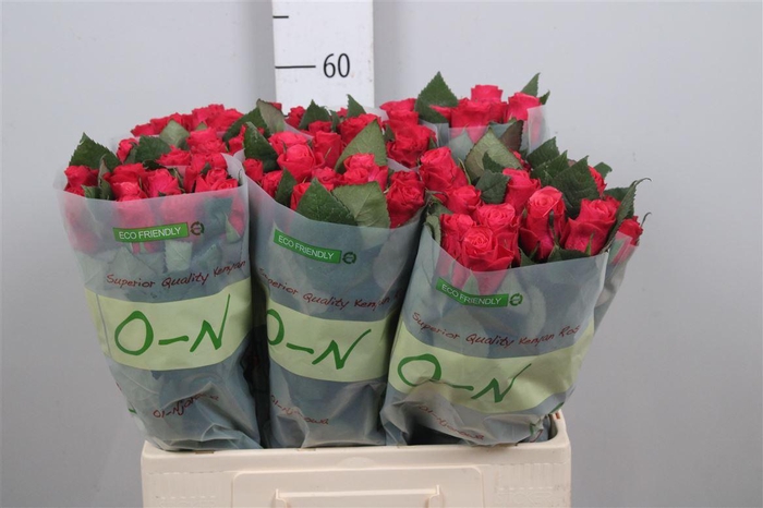 <h4>R Gr Tacazzi+</h4>