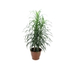 DRACENA REFLEXA ANITA P17