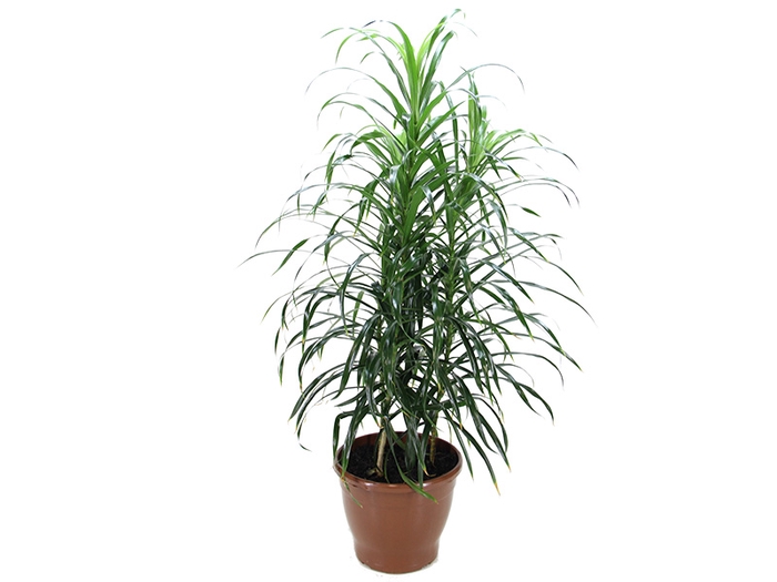 DRACENA REFLEXA ANITA P17