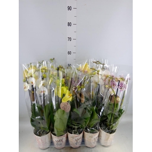 Phalaenopsis   ...mix