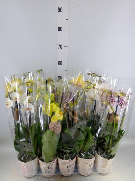 <h4>Phalaenopsis   ...mix</h4>
