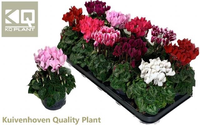 <h4>CYCL KL SUP COMPACT</h4>