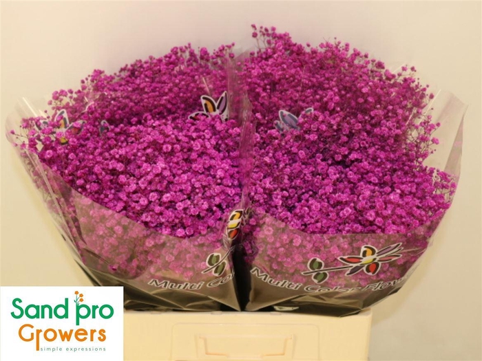 <h4>Gyps Klb Hotpink</h4>