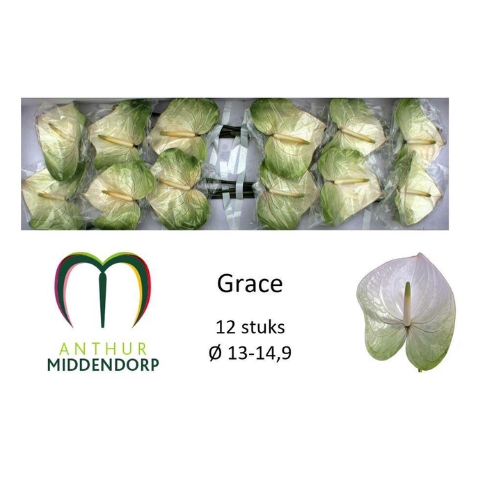 <h4>Anth A Grace</h4>