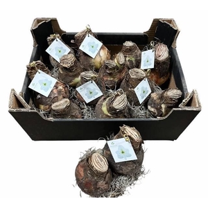 BLOEMBOL HIPPEASTRUM