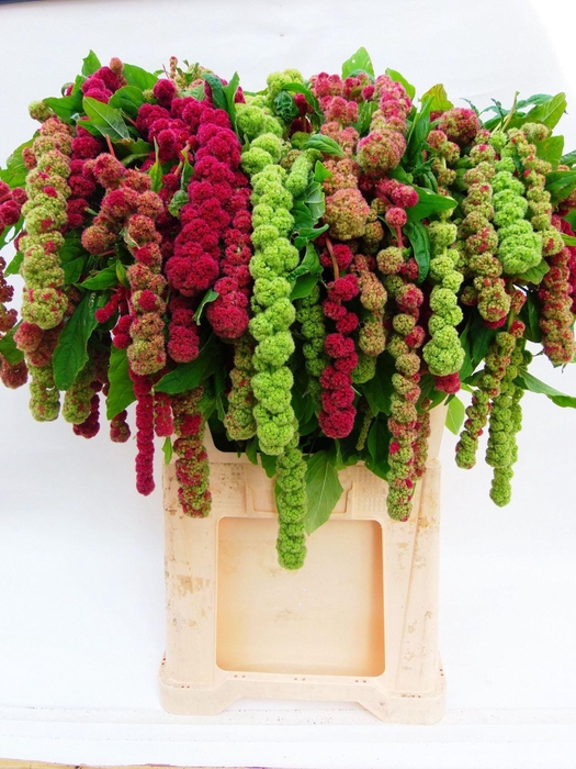 <h4>AMARANTHUS CAUD. 'MIRA'</h4>