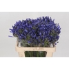 Agapanthus EYFORI Blue