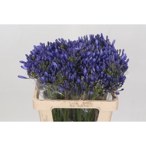 Agapanthus EYFORI Blue