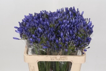 <h4>Agapanthus EYFORI Blue</h4>