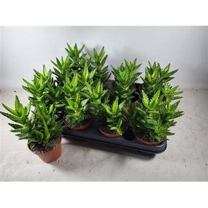 P.ALOE PERFOLIATA X1