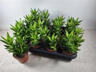 <h4>P.ALOE PERFOLIATA X1</h4>