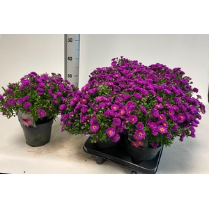 ASTER D PINK TOPAS