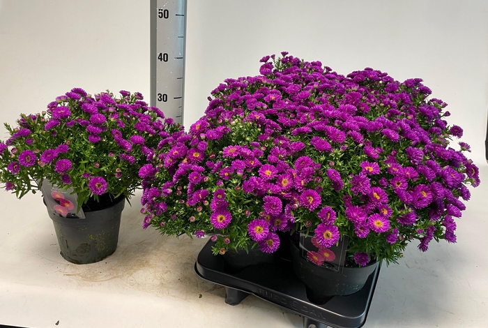 <h4>ASTER D PINK TOPAS</h4>