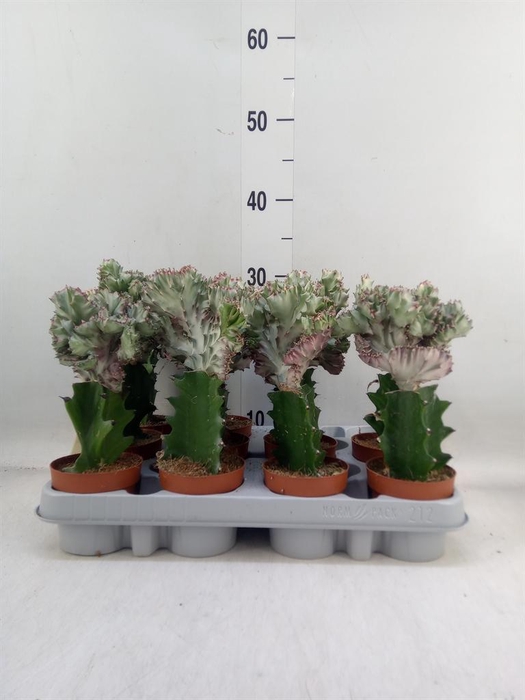 <h4>Euphorbia lactea</h4>