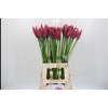Nerine Roussy