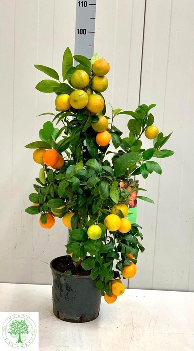 <h4>CITR LIMETTA</h4>